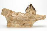 Fossil Primitive Whale (Basilosaur) Jaw Section w/ Tooth - Morocco #215146-2